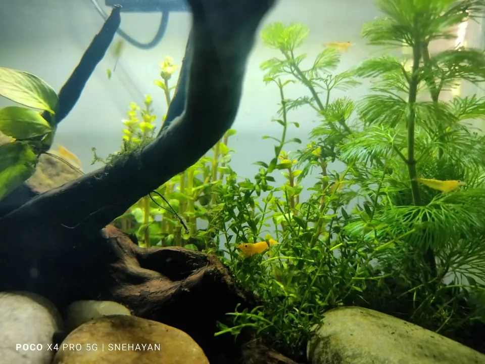 Pflanzen und Wurzelholz strukturieren ein Süßwasseraquarium