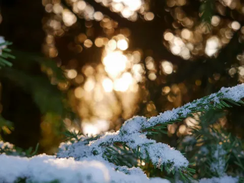 Verschneiter Fichtenzweig im warmen Abendlicht
