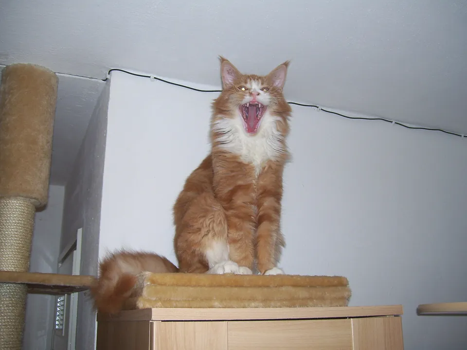 Rote Maine Coon sitzt gähnend auf einer Kratzsäule