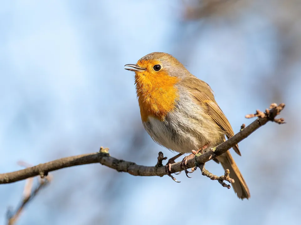 Rotkehlchen sitzt auf einem Zweig vor blauem Himmel
