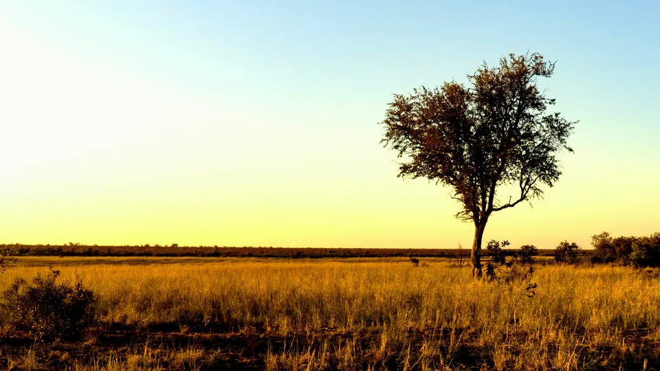 Baum im warmen goldenen Licht eines Sonnenaufgangs