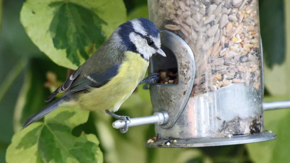 Blaumeise holt sich Körner aus einem Futtersilo im Garten